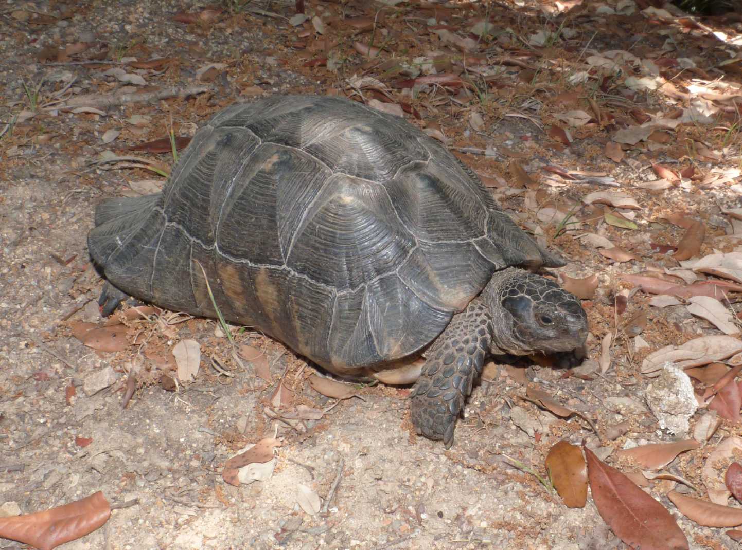 Grossa Testudo marginata